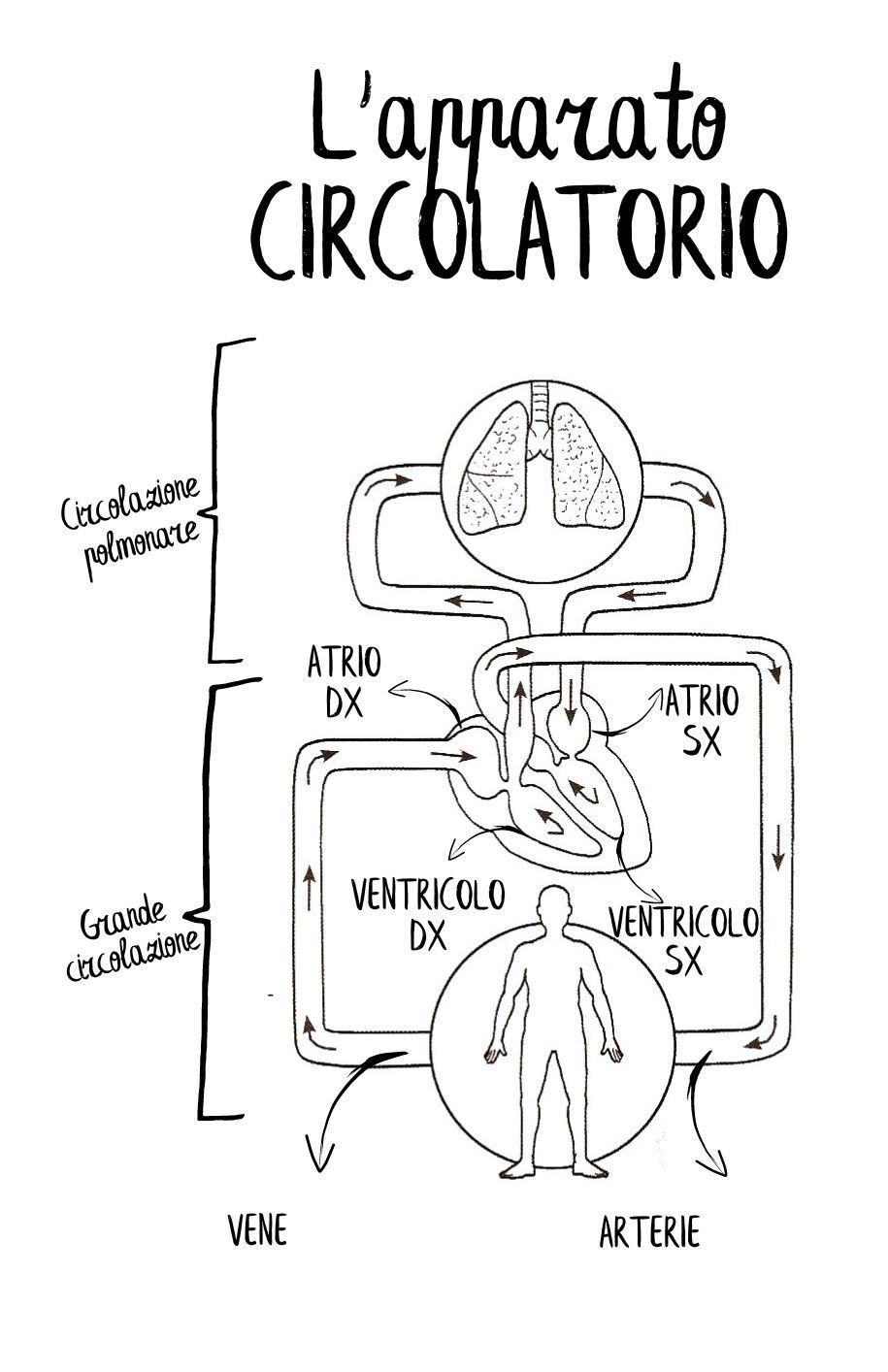 L'apparato circolatorio – Freeed.com