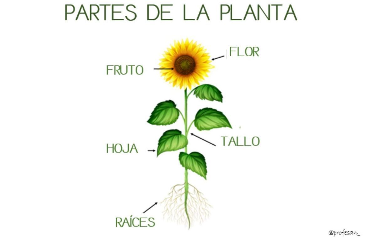 PARTES DE LA PLANTA – 